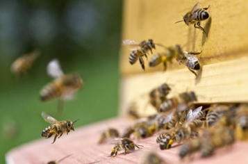 Les abeilles luttent contre les pesticides