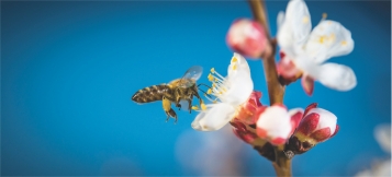 Contre les pollens