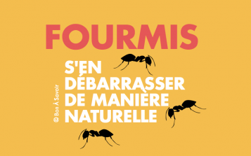 Se débarrasser des fourmis à l'ancienne