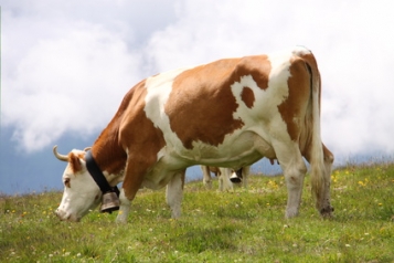 Les vaches heureuses polluent plus