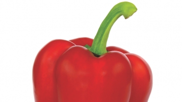 La saison des poivrons et des fraises