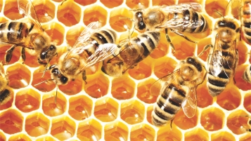 L’homme et les abeilles: une fragile lune de miel