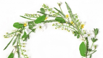 Tout sur les plantes sauvages