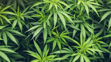 Des huiles moins concentrées qu’annoncé