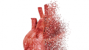 Les maladies cardiovasculaires, principale cause de décès