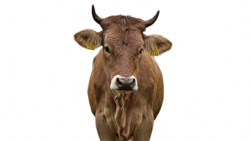 Viande bio: les marges indécentes de Coop et de Migros
