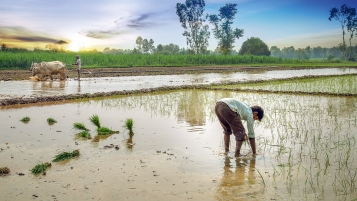 12 riz basmati: Bio et Prix Garantie en tête de classement