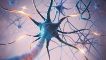 Des neurones performants malgré l’âge