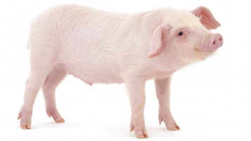 Un meilleur contrôle de certains abattoirs