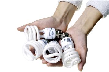 La jungle des ampoules économiques