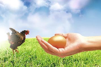  Œufs: le bien-être des poules se paie au prix fort