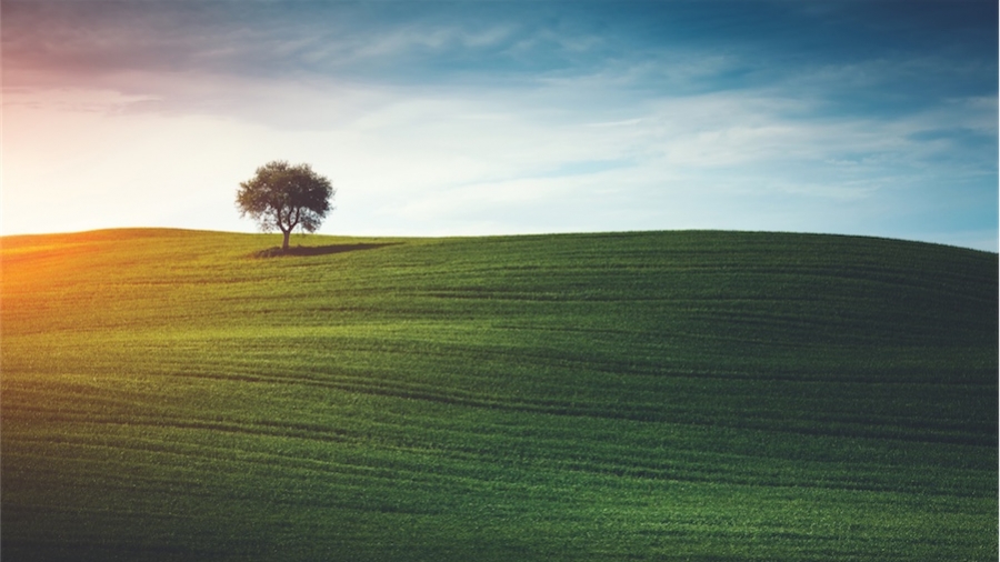 Les clients paient, les arbres respirent