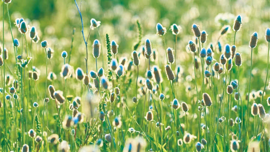 Ces plantes qui libèrent les intestins