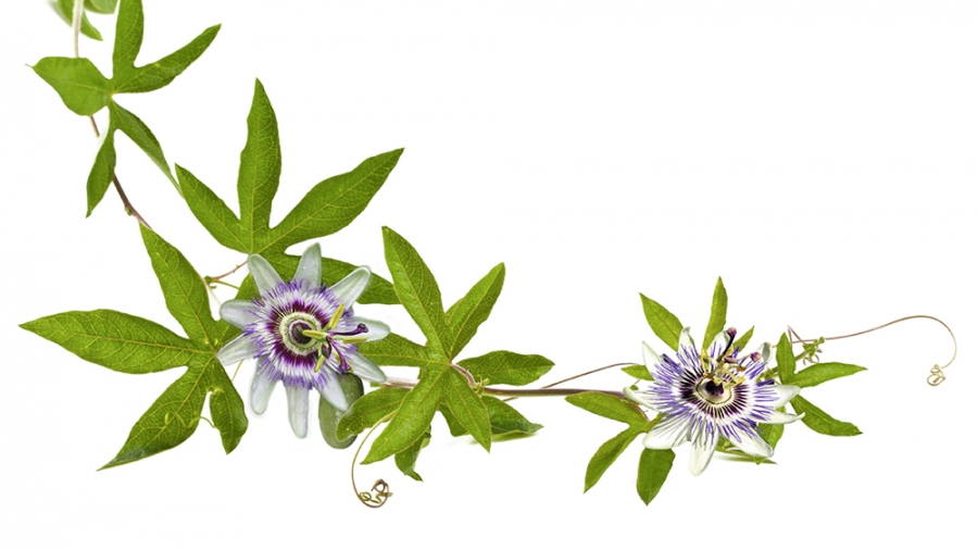 Des plantes pour soigner les états d’âme