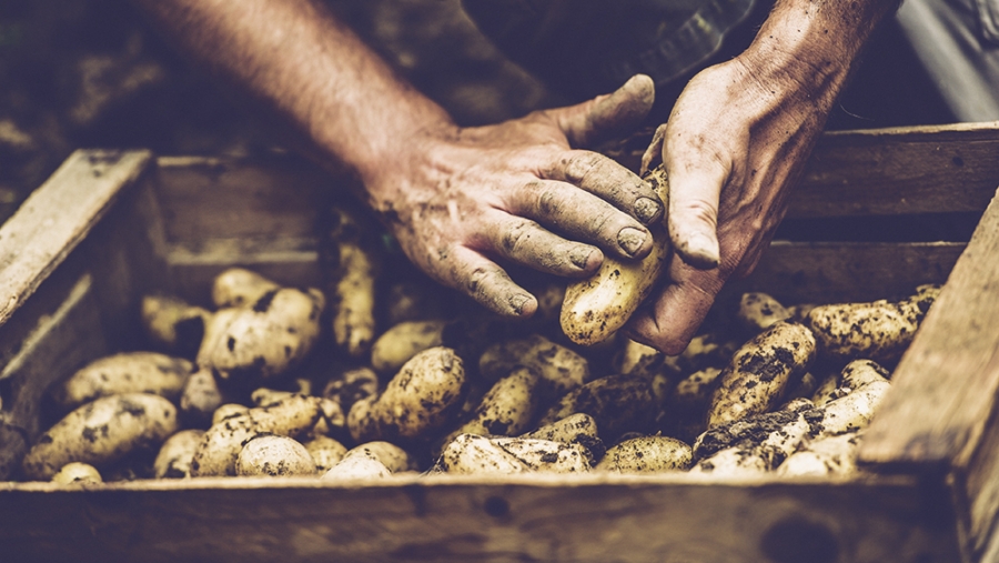 Elles n’ont pas la patate…