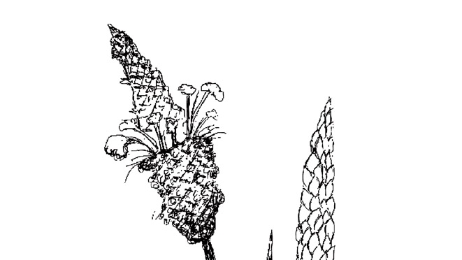 Le psyllium favorise le bien-être digestif