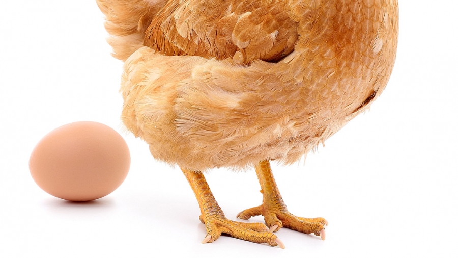 Les poules à haut rendement vivent avec des os cassés